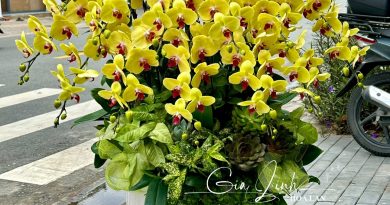 Gợi ý mẫu hoa lan hồ điệp tết 2026 mang tài lộc, phú quý