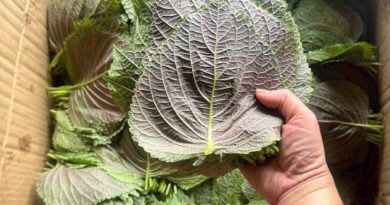 bảng giá rau củ quả chợ đầu mối hôm nay