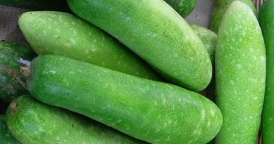 giá bí đao chợ đầu mối hôm nay