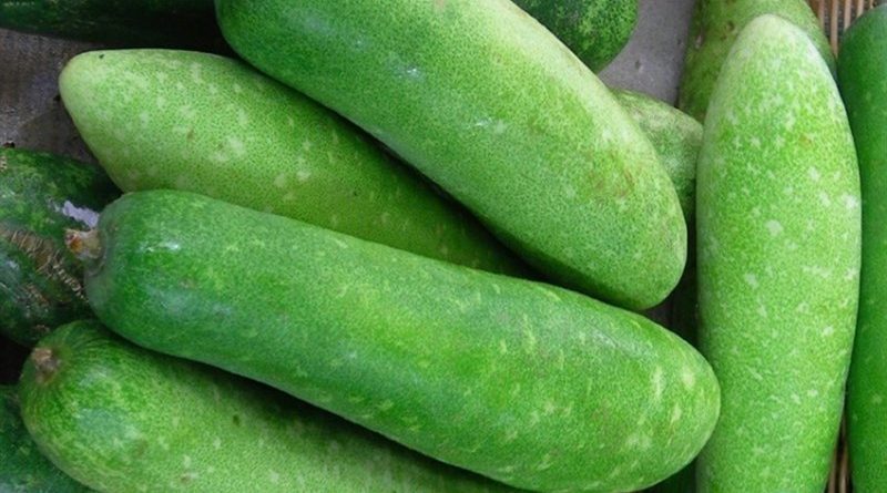 giá bí đao chợ đầu mối hôm nay