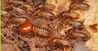 cty diệt mối uy tín