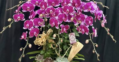 Điện hoa lan hồ điệp toàn quốc chất lượng, giao nhanh